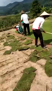 HG Selbst fahrende Sod Cutter Rasens ch neider Maschine Rasen Rasen Grass chneide maschine - Product Image 3