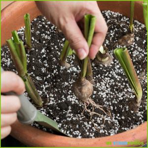 ถุงหลวม 50 ลิตร ผสม 70/30 สำหรับปลูกพืชแบบไฮโดรโปนิกส์  ผสมใยมะพร้าวและเพิร์ไลต์ - Product Image 5