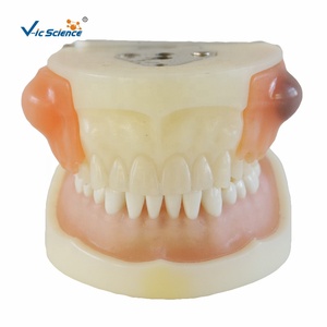 Modèle d'Enseignement des Sciences Médicales Modèle de Dents en Plastique Modèle de Dents Humaines pour l'Enseignement l'Étude la <span class=keywords><strong>Formation</strong></span> et la Pratique - Product Image 6