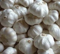 Ail frais en gros à vendre, fournisseur chinois direct, prix d'usine d'ail