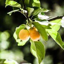 Healthway kaynağı yüksek kaliteli <span class=keywords><strong>Loquat</strong></span> yaprak tozu <span class=keywords><strong>Loquat</strong></span> yaprağı ekstresi 10:1 tozu - Product Image 4