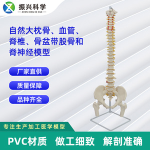 Modèle naturel du plus grand os occipital, des vaisseaux sanguins, de la colonne vertébrale, du bassin, du fémur et des nerfs rachidiens ; humain - Product Image 5