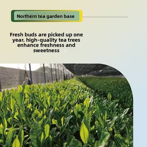 Té Verde Qingxi en Polvo al por Mayor, Mejor Precio, <span class=keywords><strong>Matcha</strong></span> Adelgazante, Té Crudo en Bolsa, Nuevo, Grado Alimenticio, 50g - Product Image 5