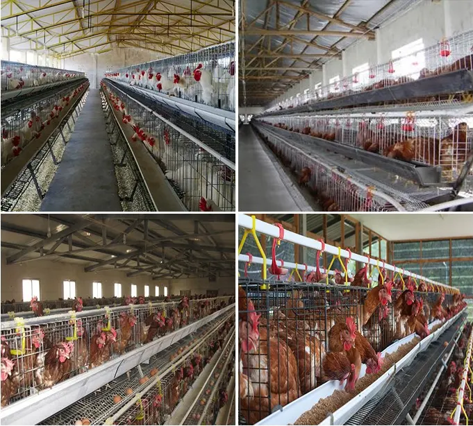 A Type Battery Layer Chicken Cages Automatic Hens Chicken House Cage System Customized Layer Cage