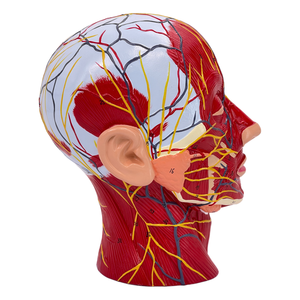 人間の頭蓋骨脳血管神経頭首表神経血管解剖モデル医学教育リソース学校トレーニング - Product Image 1
