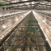 Cage à volaille automatique de type H avec système d'élimination du fumier abreuvoir et mangeoire pour poules pondeuses et poulets de chair État neuf