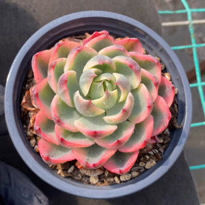 Caja <span class=keywords><strong>de</strong></span> Regalo Ecológica con <span class=keywords><strong>Planta</strong></span> <span class=keywords><strong>de</strong></span> <span class=keywords><strong>Echeveria</strong></span> 'Tearless' Variegada para Decoración Moderna y Lujosa del Hogar y Fiestas - Product Image 1