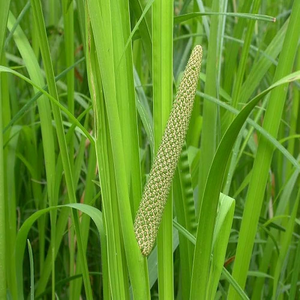 วัตถุดิบธรรมชาติรากวัชหวานแห้งเกรดอาหาร (Acorus Calamus) สำหรับชงชาและผลิตอาหาร - Product Image 6