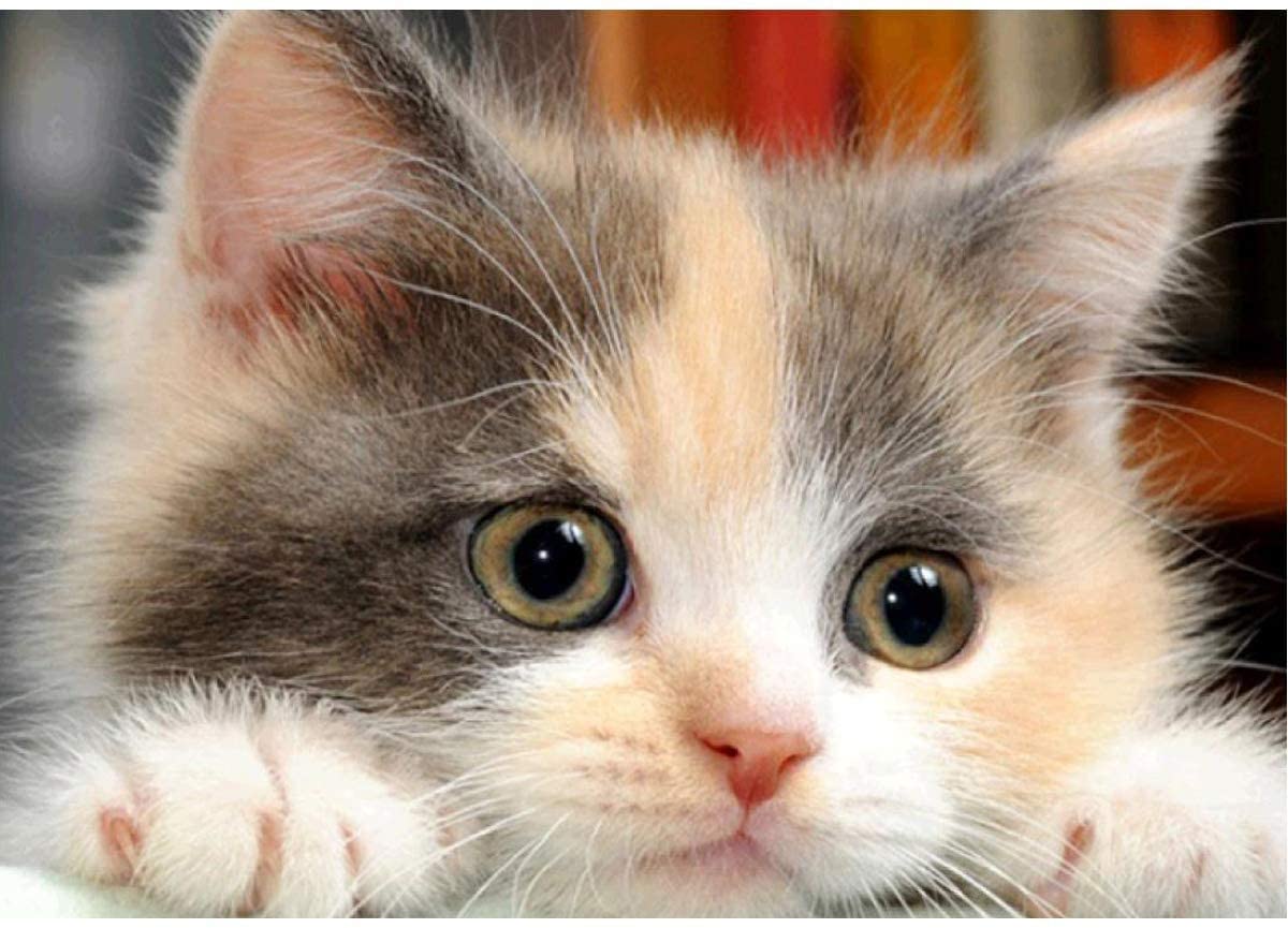 Cat03