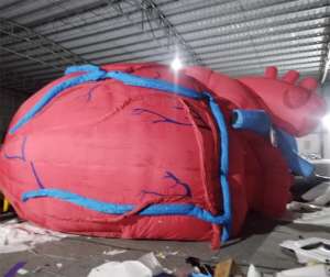 Надувная модель органа человеческого сердца под заказ надувная медицинская сердце надувная 3d модель сердца для медицинских выставок - Product Image 1