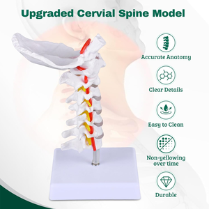 Modelo de <span class=keywords><strong>Esqueleto</strong></span> de PVC de Tamaño Real con 7 Vértebras Cervicales, Hueso Occipital, Nervios del Tronco Cerebral y Vasos Sanguíneos para Ciencias Médicas CE/ISO - Product Image 2