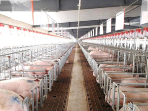 Geprefabriceerde Lichte Stalen Structuur Koe Varken Kip Paard Geitenstal Boerderij Boerderij Schuur Pluimvee Landbouw Stal Gebouw Ontwerp - Product Image 2