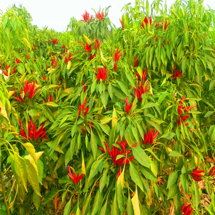 Esportazione di spezie naturali all'ingrosso peperoncino rosso essiccato/peperoncino rosso essiccato naturale di alta qualità con prezzo per tonnellata