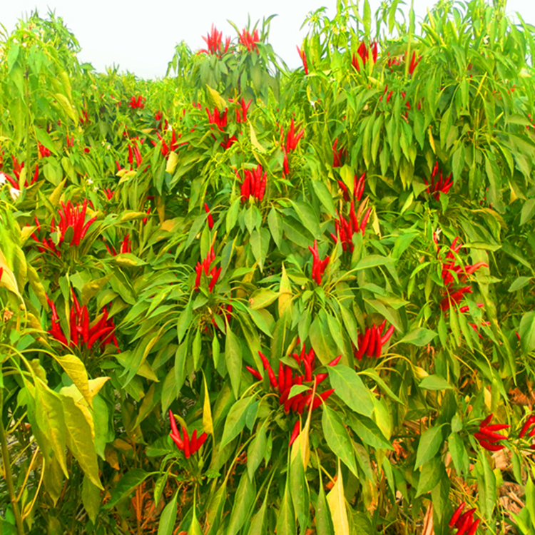 Chinese Hot Red Chilli Single Spices