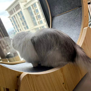 Ruota da Corsa OEM Rotonda Interattiva in Fibra di Legno per Gatti, Tapis Roulant Divertente per Esercizi per Animali Domestici e Cani, Giocattolo per Gatti - Product Image 6