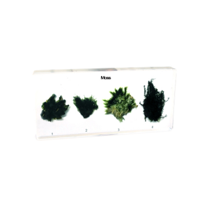 Gelsonlab HSBS-031 acrílico Mimesis de insecto palo muestra incluidas muestras biológicas - Product Image 3