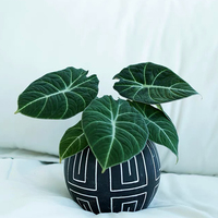 Offre Spéciale mini pots de cactus succulents noirs décoration de jardin intérieur extérieur pots de fleurs en ciment