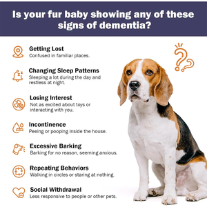 Bubuk jamur suplemen dukungan kekebalan tubuh anjing Senior untuk anjing 120g menyerap cepat Vitamin & mineral organik - Product Image 3