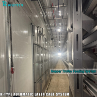 Nouveau système de cages en H entièrement automatique pour l'élevage de poulets, avec collecte des œufs, alimentation et abreuvement, en acier galvanisé à chaud, équipement avicole