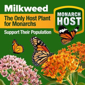 Home Grown 2oz Premium Monarch Butterfly Wildflower Mix 20000 Non-GMO Milkweed Flor a granel para jardines - Product Image 3