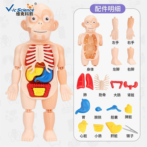 Modelos educativos de órganos humanos para niños, ensamblaje DIY, modelos cognitivos de educación médica temprana STEAM, transfronterizos - Product Image 4