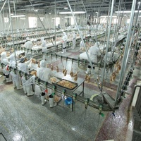 800-2000BPH Caille Automatique D'abattoir De Volaille Équipement D'abattoir