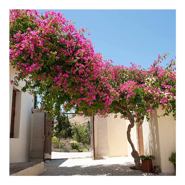 Bougainvillea artificiale ghirlande viti fai da te appeso a parete decorazione di nozze piante di Rattan di plastica fiore artificiale