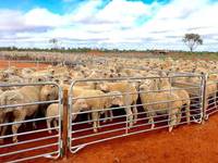 Portails de ferme robustes galvanisés à chaud, panneaux de clôture pour élevages