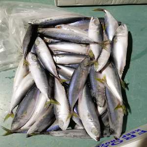 Nueva roster stock frozen Pacific style Mackrel - Product Image 2