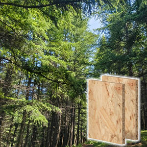 Venta al por mayor de nuevos materiales 1220*2440mm Sin materiales reciclados Pino, álamo, madera dura mixta Construcción Embalaje Tablero <span class=keywords><strong>Osb</strong></span> - Product Image 6