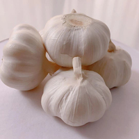 Conteneur de 40 pieds de ail blanc frais biologique cultivé selon des méthodes traditionnelles
