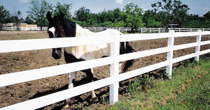 Recinzione Flessibile per Cavalli Corey in PVC Vinilico <span class=keywords><strong>Bianco</strong></span> Naturale a 4/3 Traverse, Ecologica e di Alta Qualità, Ideale per Fattorie e Ranch - Offerta Speciale - Product Image 3