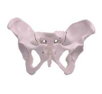 Modelo Flexible de Pelvis Femenina y Feto a Termen para Demostración de Parto Obstétrico y Entrenamiento de Partería