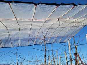 ที่คลุมป้องกันฝนแบบใสมีฟิล์มทอจาก HDPE มี<span class=keywords><strong>หลังคา</strong></span>สำหรับต้นผลไม้สำหรับสวนผลไม้ - Product Image 4