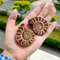 Nouvel Arrivage : Tranches d'Ammonites Naturelles Polies - Fossiles de Conques Brutes pour une Décoration Intérieure Élégante