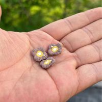 Petite fleur brodée, sans colle, idéale pour les pinces à cheveux DIY, les accessoires capillaires et les accessoires vestimentaires.