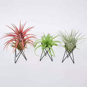 Support Simple de fil de fer en fer, support de <span class=keywords><strong>plante</strong></span> à air, thnsia, bon marché - Product Image 4