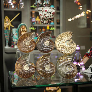 Spécimen <span class=keywords><strong>fossile</strong></span> d'ammonite irisé naturel de Madagascar escargot en cristal opalisé pour l'éducation aux sciences biologiques de base - Product Image 3