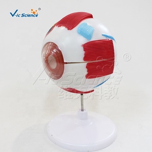 Lames préparées pour microscope du modèle de <span class=keywords><strong>formation</strong></span> scientifique ophtalmologique pour les écoles et les hôpitaux, en PVC, marque Vic Science - Product Image 6