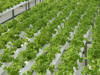 Système de culture hydroponique NFT pour serre verticale Seedafarm, circulation rapide de l'eau, cycle de croissance rapide des légumes à feuilles courtes, simple