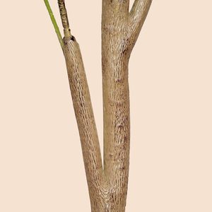 Vente en gros d'usine Décoration intérieure Plantes bon marché Plastique Arbres artificiels ornementaux d'olivier de haute qualité - Product Image 4