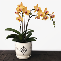 Pot keramik anggrek putih, Pot berongga, bernafas, dan desain drainase untuk kesehatan anggrek