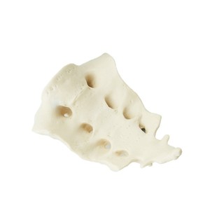 Modèle naturel de grande taille d'ostéofytum humain, structure squelettique simulée, outil pédagogique et de formation pour les écoles de médecine. - Product Image 5