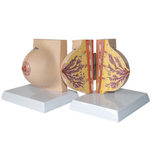Medisch schoolonderwijs gebruikt anatomisch model van de borst in de periode van menselijke stasis, postpartum herstel, rustende borst, anatomisch model - Product Image 5