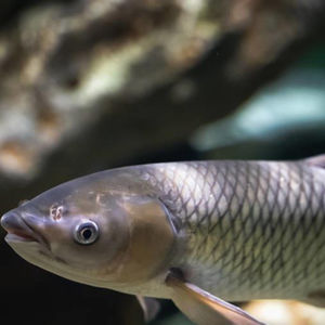 FAMI-QS/Iso/Gmp Gecertificeerd Zoutwatervisvoer Garnaal Toevoegingsmiddel Voor Diervoeding Aquacultuurdiervoeders - Product Image 1