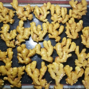 Trung Quốc trưởng thành siêu gừng chất lượng tốt nhất Đỏ/Vàng gừng Nhà cung cấp cung cấp gừng tươi xuất khẩu - Product Image 5