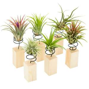 Nouveau design Tillandsia air <span class=keywords><strong>porte</strong></span>-<span class=keywords><strong>plante</strong></span> avec spirale métallique bloc de bois taille personnalisée air <span class=keywords><strong>plante</strong></span> debout support bureau intérieur déco - Product Image 6