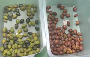 Machine de tri optique industrielle monocouche compacte à 128 canaux pour olives, café, <span class=keywords><strong>cerises</strong></span> et myrtilles, avec tri par couleur et forme - Product Image 6