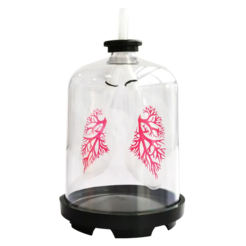 プラスチック肺呼吸モデルの生物学科学教育機器比較モデル