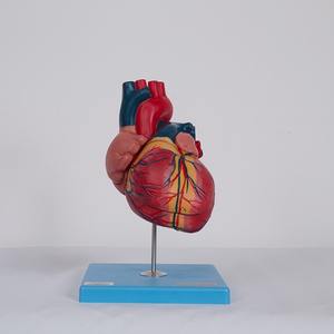 Modèle <span class=keywords><strong>de</strong></span> <span class=keywords><strong>coeur</strong></span> anatomique en PVC <span class=keywords><strong>de</strong></span> haute qualité pour l'enseignement des sciences médicales dans les écoles et les hôpitaux à un prix compétitif - Product Image 3